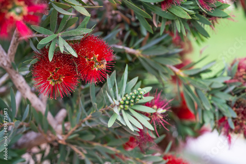 Crimson Bottlebrush, Melaleuca cirina, an evergreen shrub with bright flowers