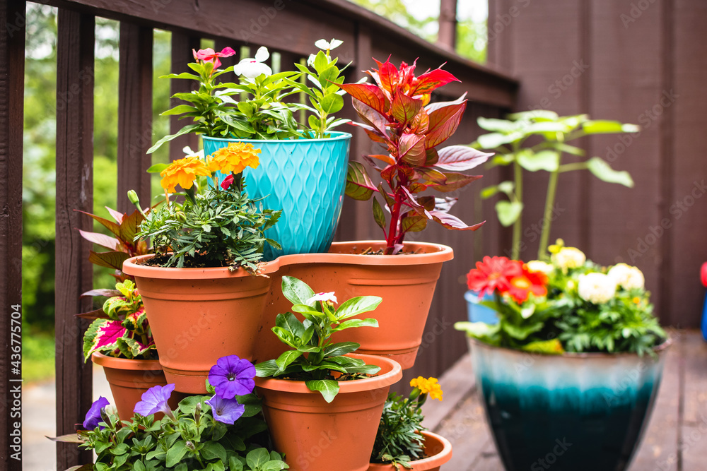 flowers and plants in a backyard container garden in spring and summer