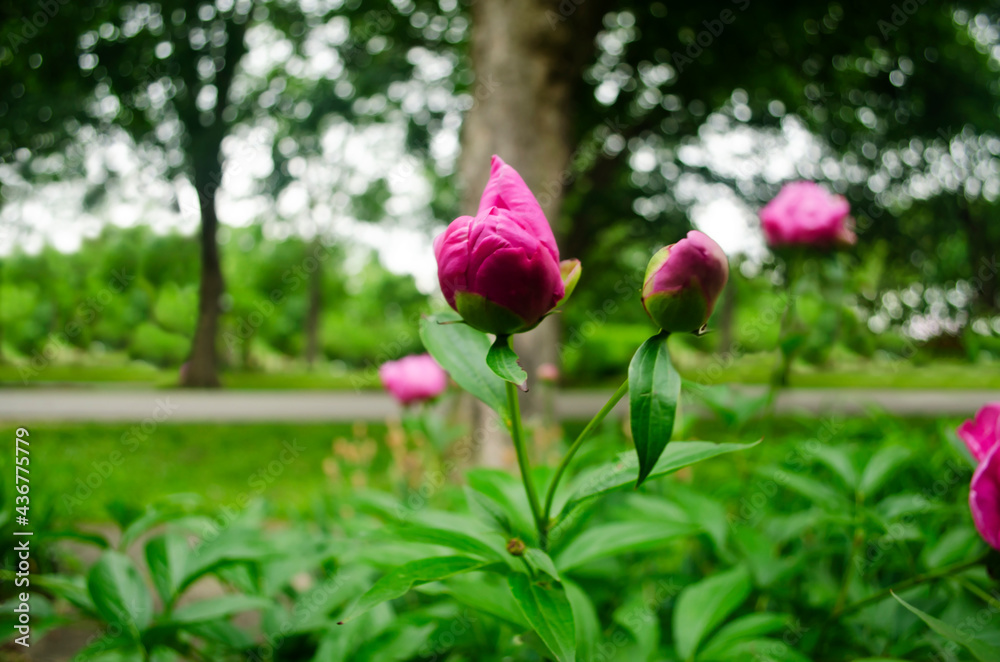 Hot Pink Peony flower buds with blurred background