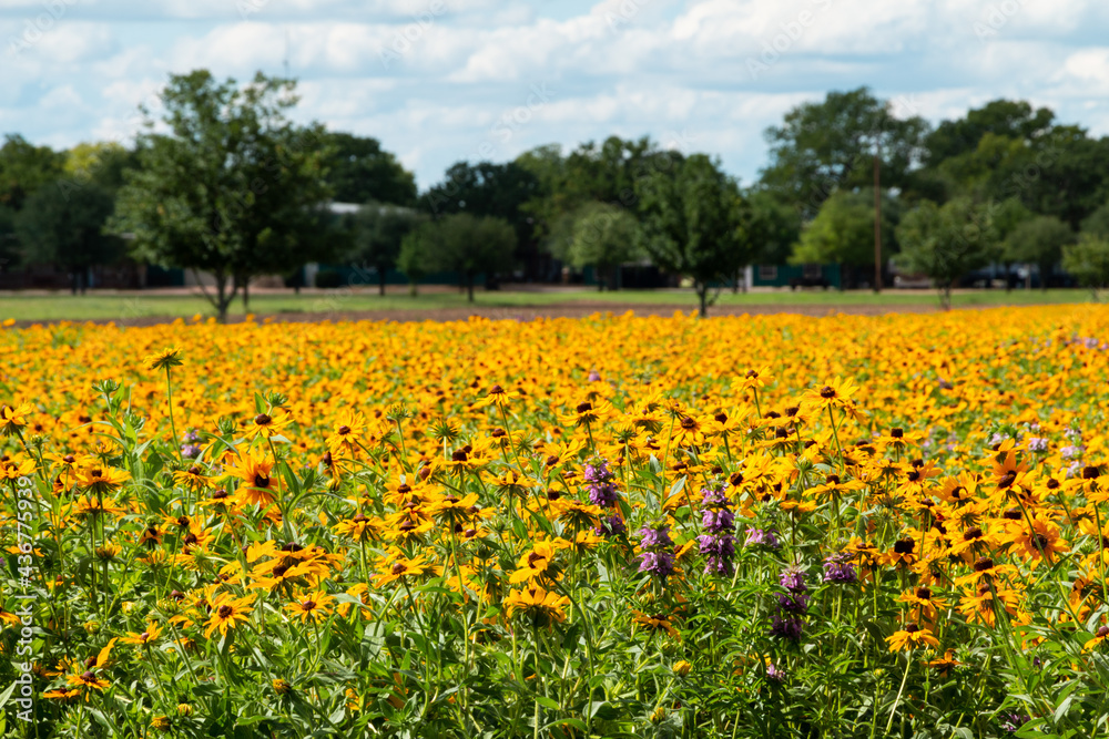 Field of Yellow Flowers on a Sunny Spring Day _ Rudbeckia Black Eyed Susans 