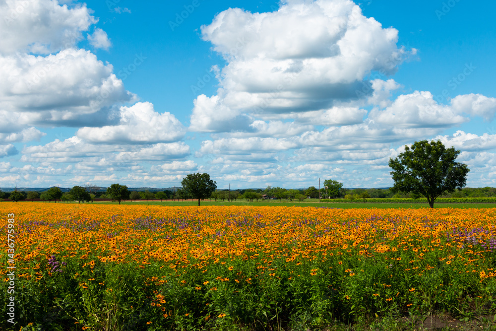Field of Black-Eyed Susans in Pasture with Trees and Fluffy White Clouds in a Line on a Sunny Blue Sky Day