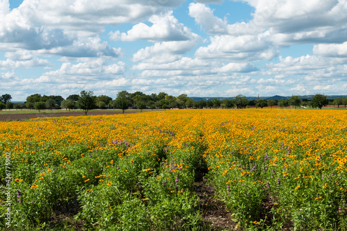 Texas Wildflowers Field of Black Eyed Susans on a Sunny Spring Day with Trees and Clouds