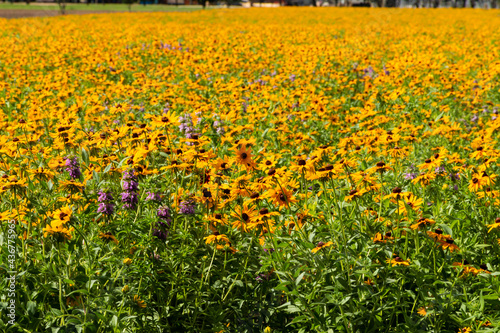 Texas Wildflowers Field of Black Eyed Susans on a Sunny Spring Day