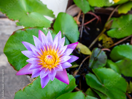 Lotus  purple petals  beautiful yellow stamens in the pond