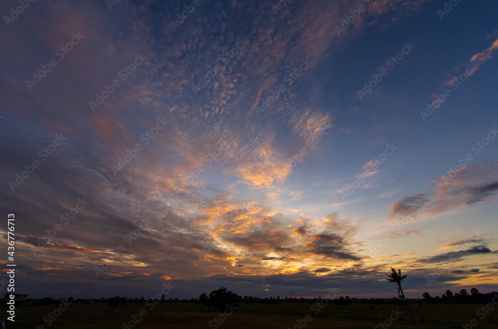 Panorama of orange cirrocumulus at sunset over rice field Panorama of orange cirrocumulus at sunset over rice field