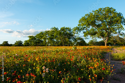 Late Spring Wildflowers and Trees in Fredericksburg Texas 