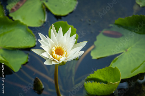 Beautiful yellow lotus flowers in full bloom naturally Water and green leaves as background