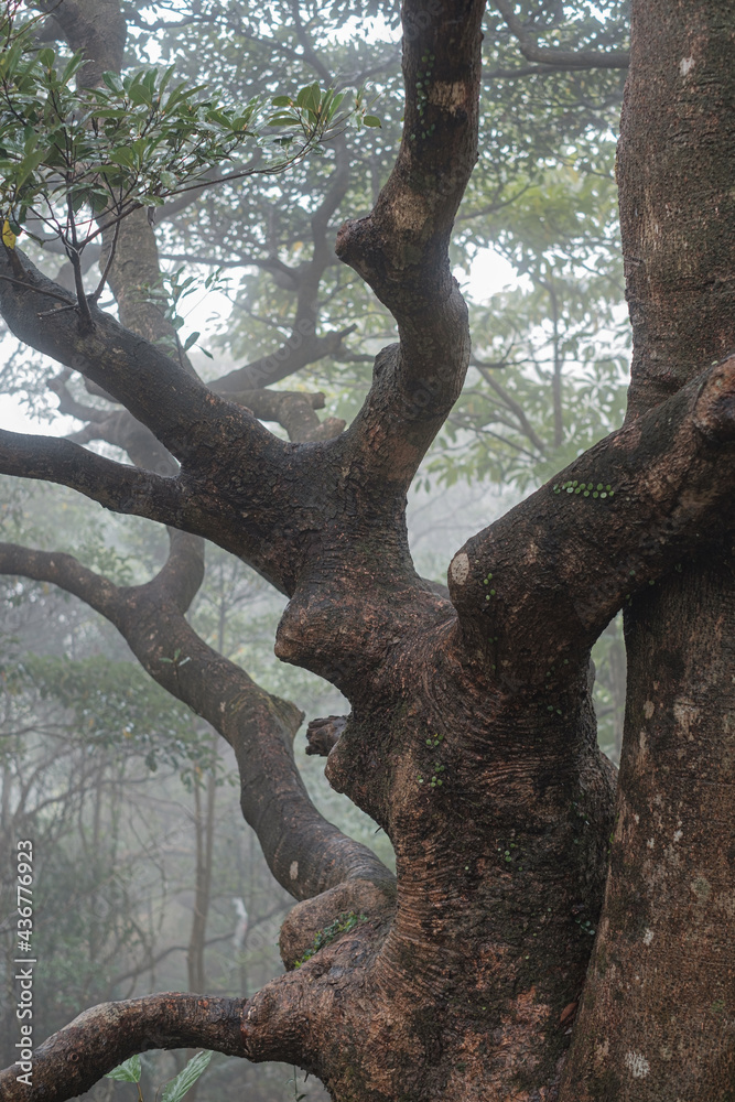The tree covered in fog on the slopes of Tai Mo Shan - the highest point in Hong Kong The tree covered in fog on the slopes of Tai Mo Shan - the highest point in Hong Kong