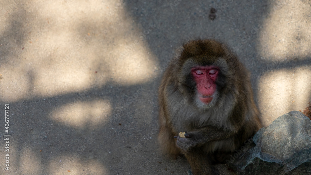 Naklejka premium 飯田市立動物園 長野県