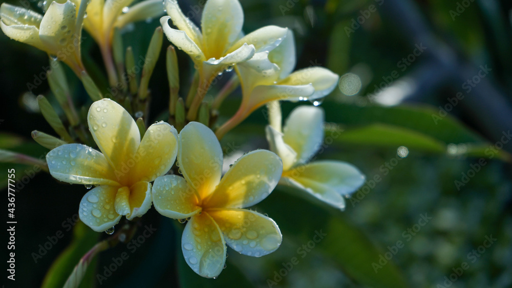 yellow and white flower yellow and white flower