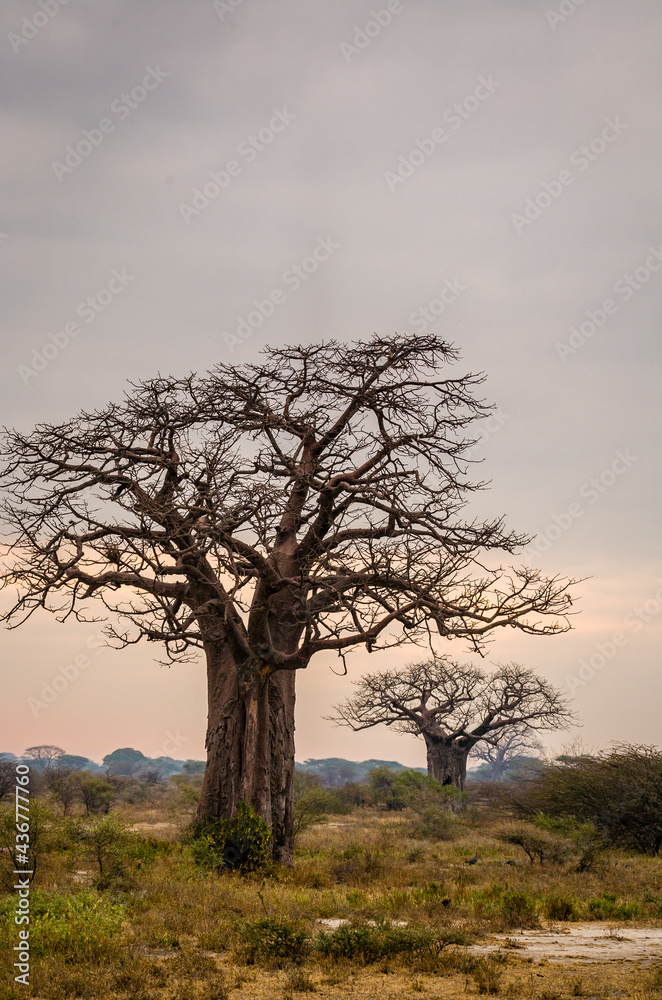 Baobab tree in Tarangire National Park in Tanzania, Africa Baobab tree in Tarangire National Park in Tanzania, Africa