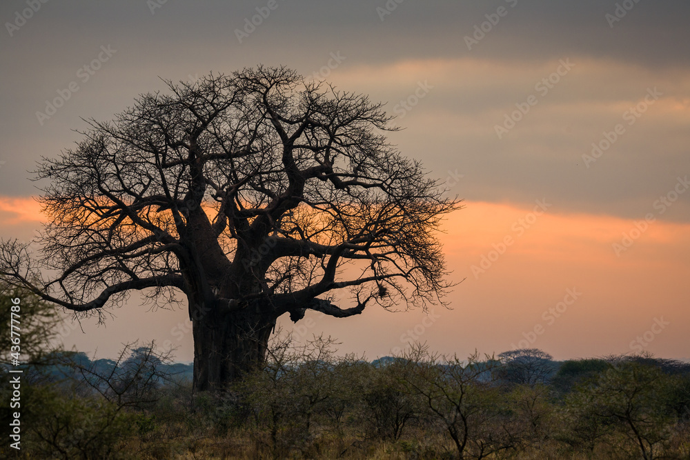 Baobab tree in Tarangire national park, Tanzania, Africa.