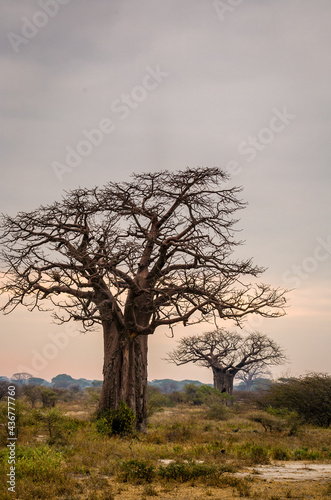 Baobab tree in Tarangire National Park in Tanzania, Africa