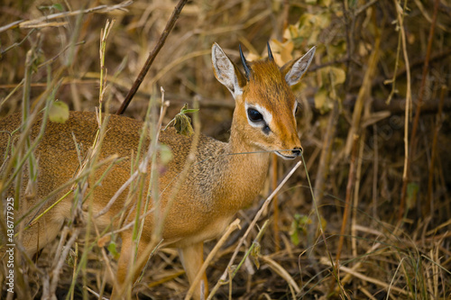 Closeup of Dik dik in dry grass. A small Antelope from Africa.
