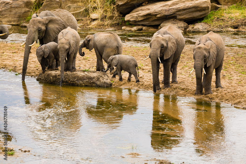 Fototapeta premium A family group of elephant have come to the river to drink.