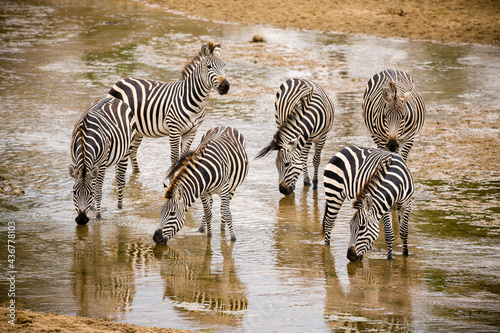 A small Herd of Zebra in shallow water drinking at the river.