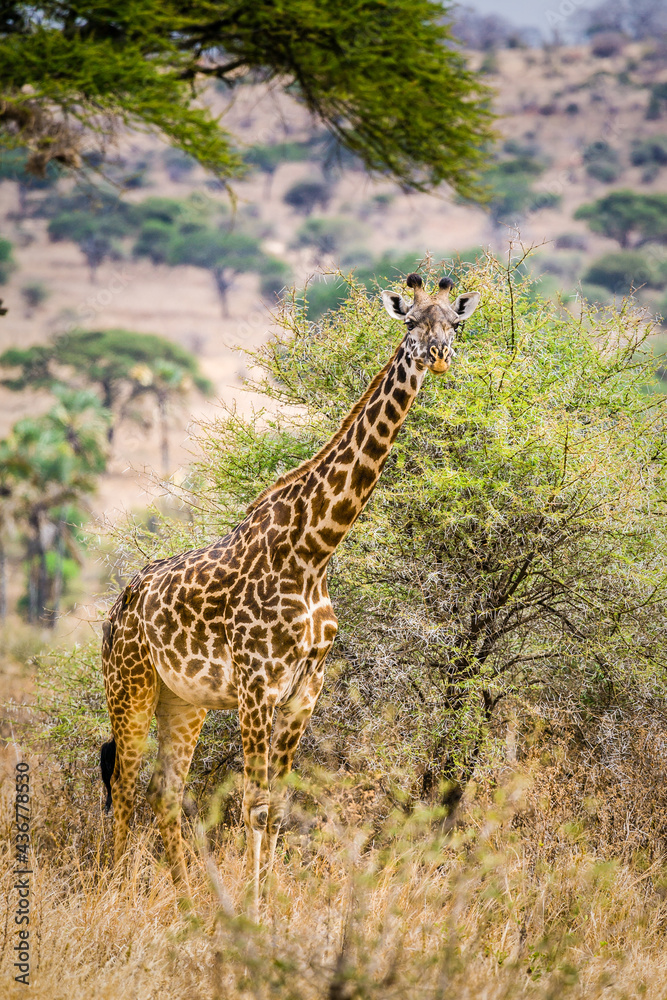 Full length photo of a giraffe with acacia trees and dry grassland. Full length photo of a giraffe with acacia trees and dry grassland.