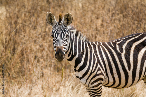 Closeup of Zebra looking at the camera in Tanzania  Africa.