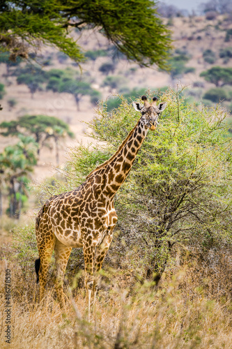 Full length photo of a giraffe with acacia trees and  dry grassland.