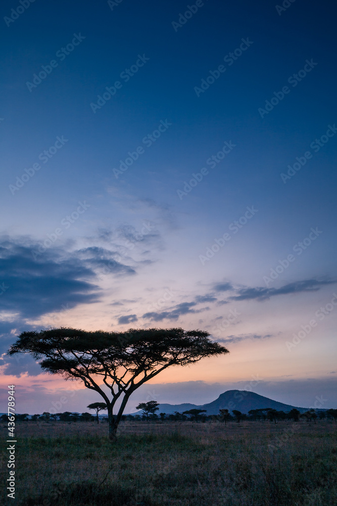 Scene with acacia tree in Serengeti National Park Tanzania.