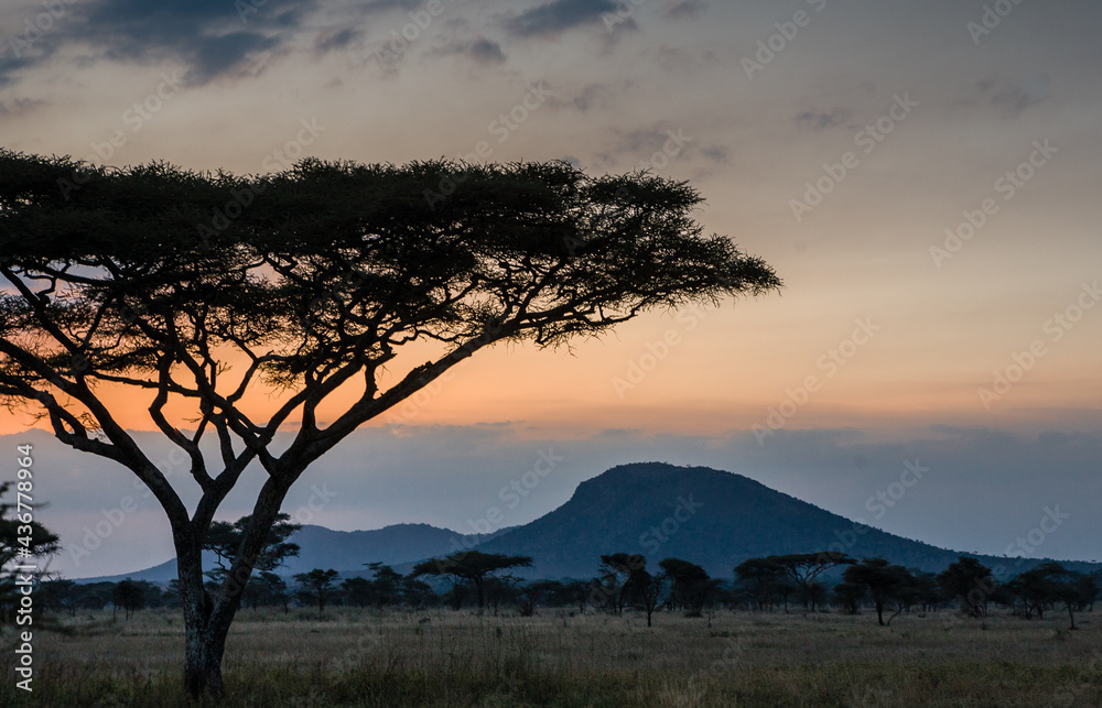 Scene with acacia tree at sunset in Serengeti National Park, Tanzania.