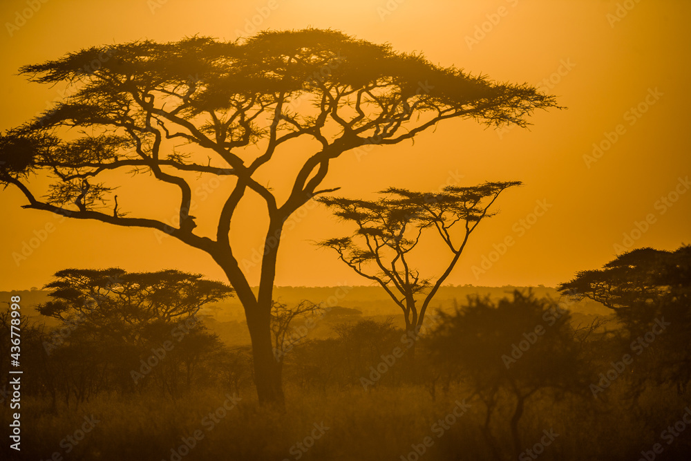 Scene in Serengeti National Park Tanzania.