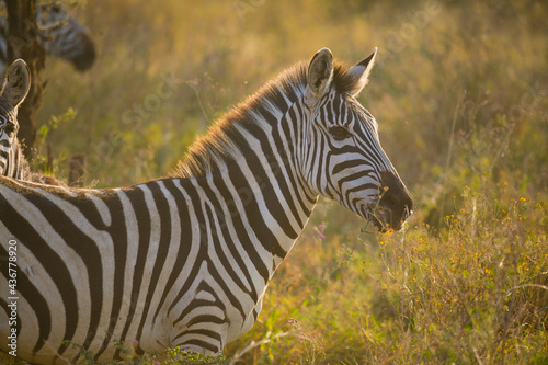 Zebra alert in warm evening light. © LorneChapmanPhoto