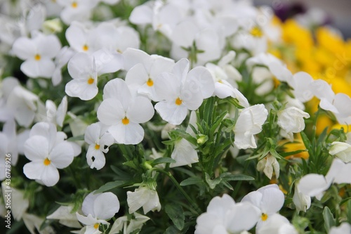 白色のビオラの花