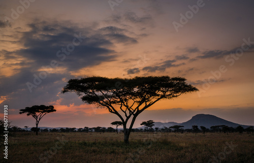Sunset with acacia tree and mountain in Serengeti