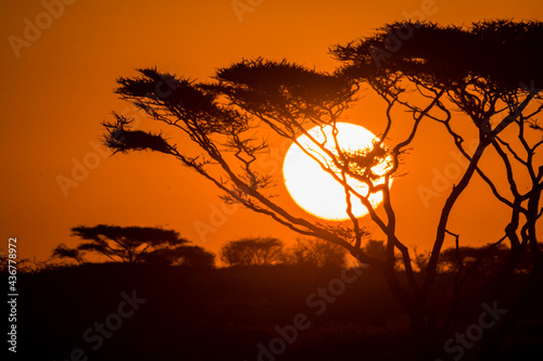 Scene in Serengeti National Park Tanzania.