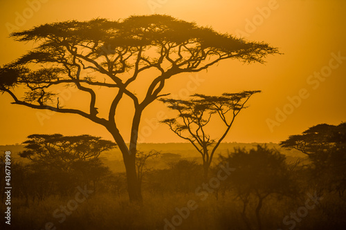 Scene in Serengeti National Park Tanzania.