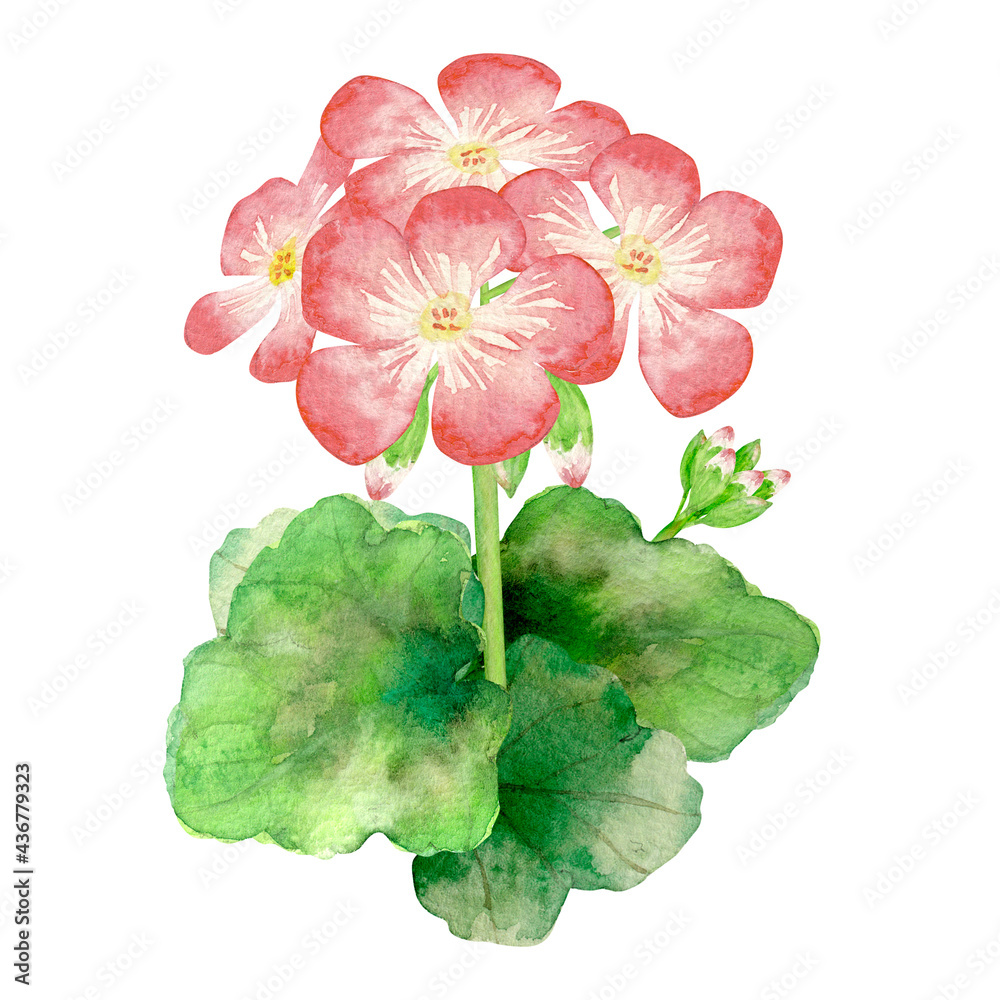 ゼラニウム 花 挿し絵 水彩 イラスト Stock Illustration Adobe Stock