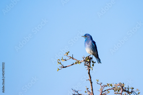 Male Mountain Bluebird at Mesa Verde National Park in Colorado in spring