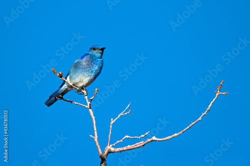 Male Mountain Bluebird at Mesa Verde National Park in Colorado in spring
