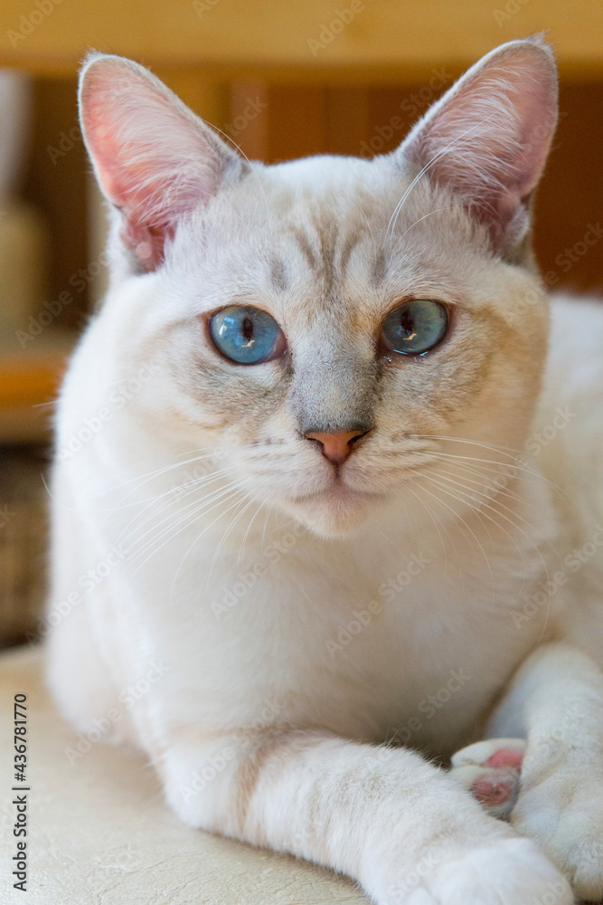 portrait of a cat with a eyes