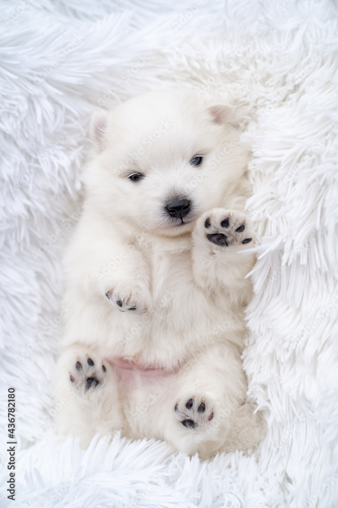 Japanese spitz puppy lies with his feet at the top on a fluffy white coverlet. Japanese spitz puppy lies with his feet at the top on a fluffy white coverlet.