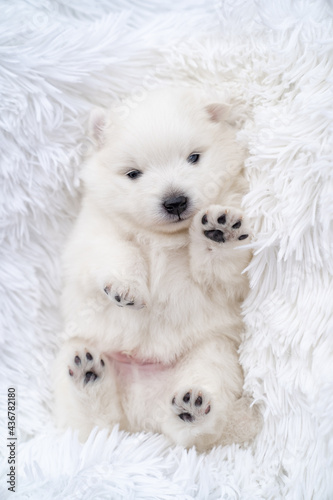 Japanese spitz puppy lies with his feet at the top on a fluffy white coverlet. 