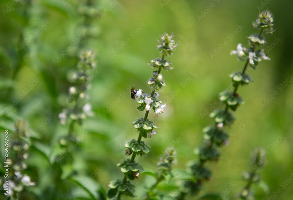 Thai lemon Basil  in the garden , The herb is grown primarily in northeastern Africa and southern Asia for its fragrant lemon scent, and is used in cooking