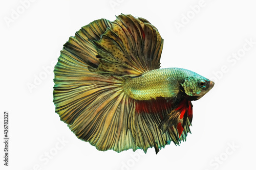 Fototapeta Naklejka Na Ścianę i Meble -  Gold betta fish, Siamese fighting fish, betta splendens (Halfmoon betta, Pla-kad (biting fish) isolated on white background.