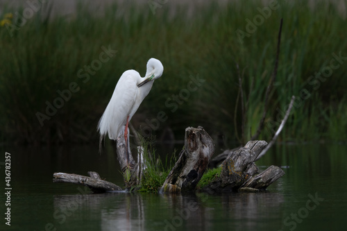 Photography Great egret (Ardea alba) resting on a tree stump in waterland