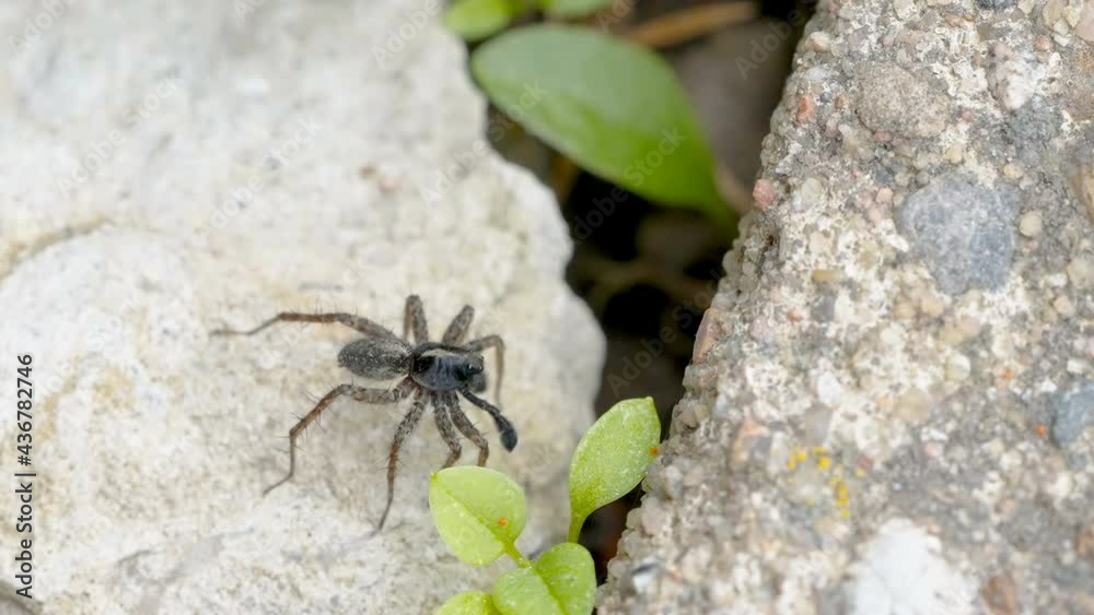 A black dancing spider on the big rocks in the forest A black dancing spider on the big rocks in the forest