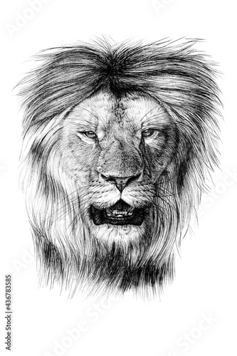 Hand drawn lion portrait  sketch graphics monochrome illustration on white background