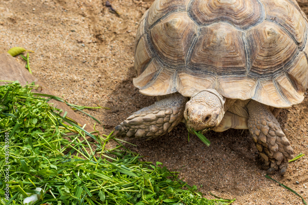Obraz premium 緑の葉っぱを食べる大きなリクガメ