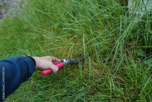 Trimming the lawn with a grass shear