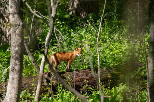 The red fox (Vulpes vulpes) , small, young fox near the burrow.