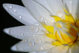 water drops on a lotus flower