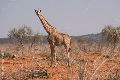 tall giraffe in desert