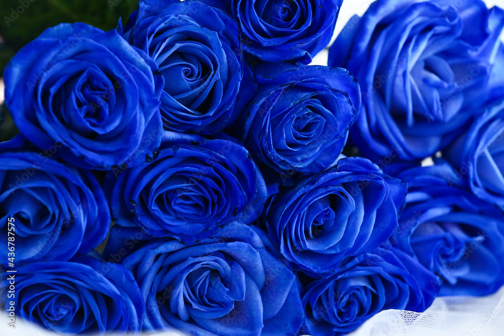 Beautiful blue roses on light background, closeup Beautiful blue roses on light background, closeup