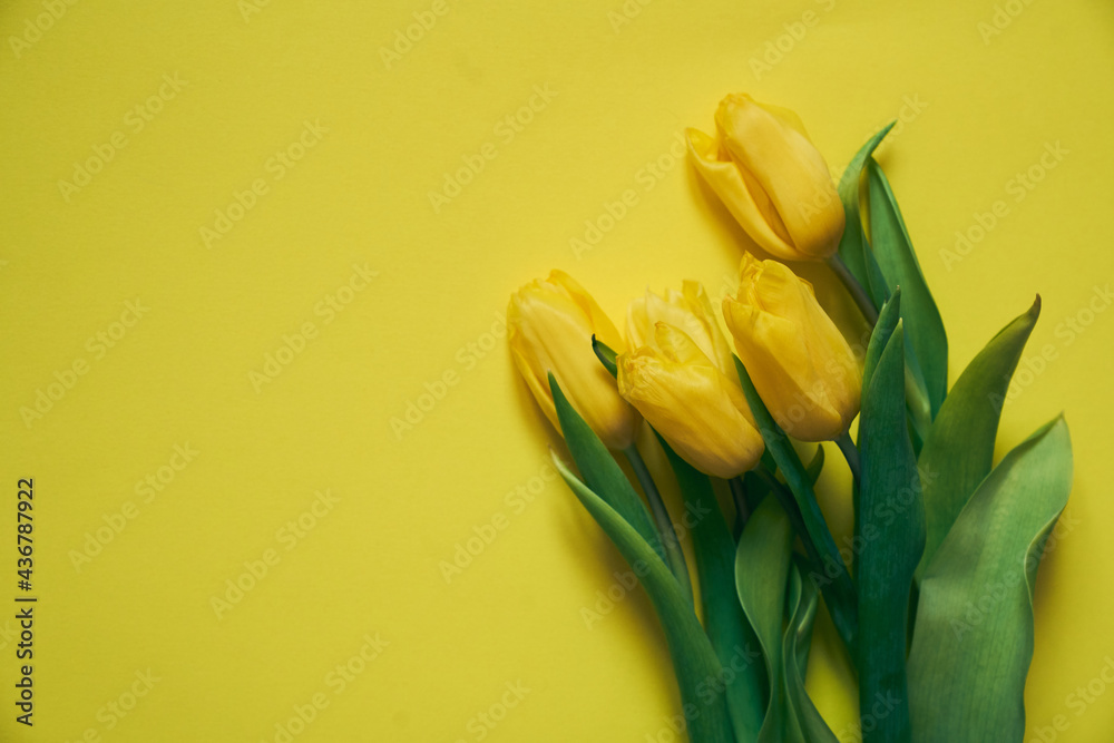 Five yellow fresh tulips on a yellow background. Concept of holiday, March 8, International womans day. Card with copy space. Five yellow fresh tulips on a yellow background. Concept of holiday, March 8, International womans day. Card with copy space.