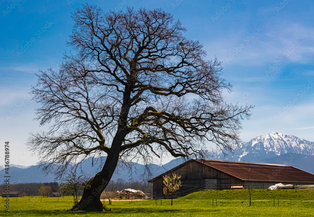 Beautiful alpine spring view with tree silhouettes and the alps in the background near the famous Chiemsee, Chiemgau, Bavaria, Germany Beautiful alpine spring view with tree silhouettes and the alps in the background near the famous Chiemsee, Chiemgau, Bavaria, Germany